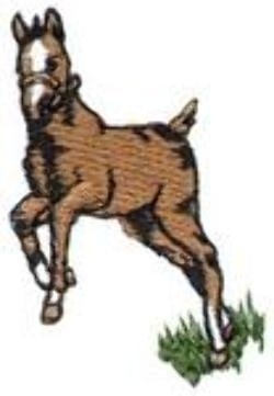 Horse & Western image